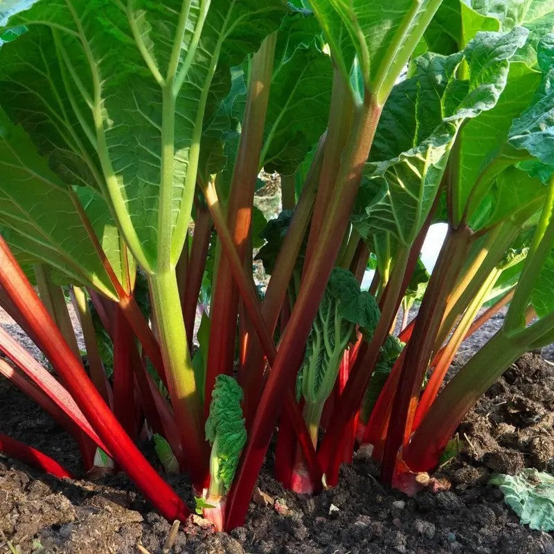 50 Glaskins Perpetual Red Rhubarb Seeds – Rheum rhabarbarum - Seed World
