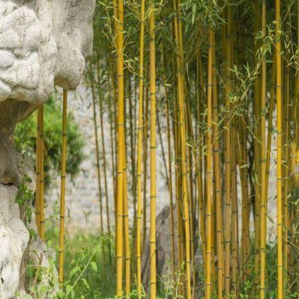 Golden Bamboo Seeds - Seed World