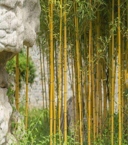 50 Golden Bamboo Seeds - Seed World