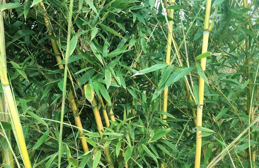 50 Golden Bamboo Seeds - Seed World