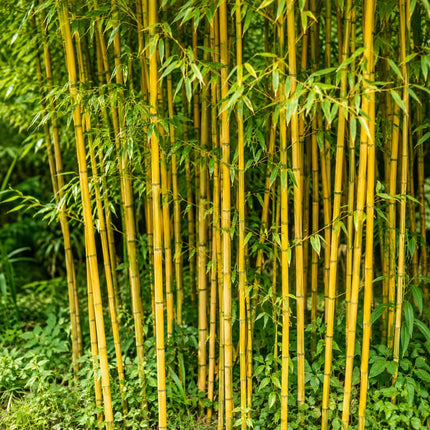 50 Golden Bamboo Seeds - Phyllostachys aurea