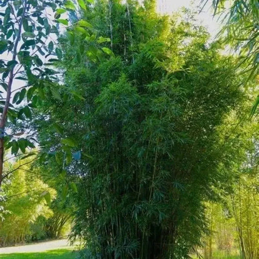 50 Gracilis Bamboo Seeds – Slender Weavers Bamboo - Seed World