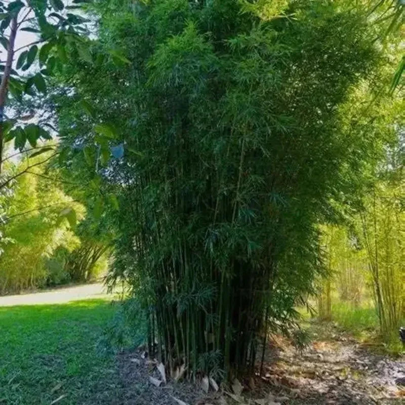 50 Gracilis Bamboo Seeds – Slender Weavers Bamboo - Seed World