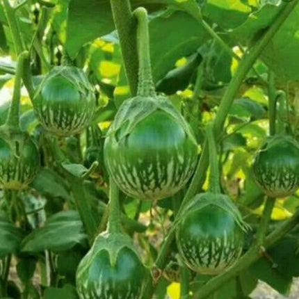 50 Green Thai Eggplant Seeds - Seed World