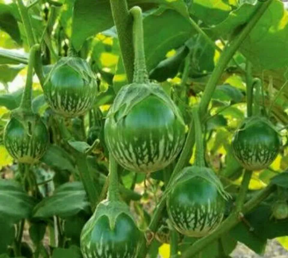 50 Green Thai Eggplant Seeds - Seed World