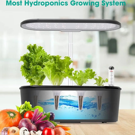 50 Grow Sponge - Hydroponics Replacement Growth Kit - Seed World