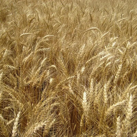 50 Hard Red Winter Wheat Seeds - Seed World