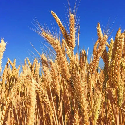 50 Hard Red Winter Wheat Seeds - Seed World