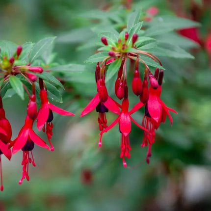 50 Hardy Fuchsia Seeds - Seed World