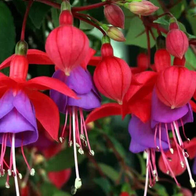 50 Hardy Fuchsia Seeds - Seed World
