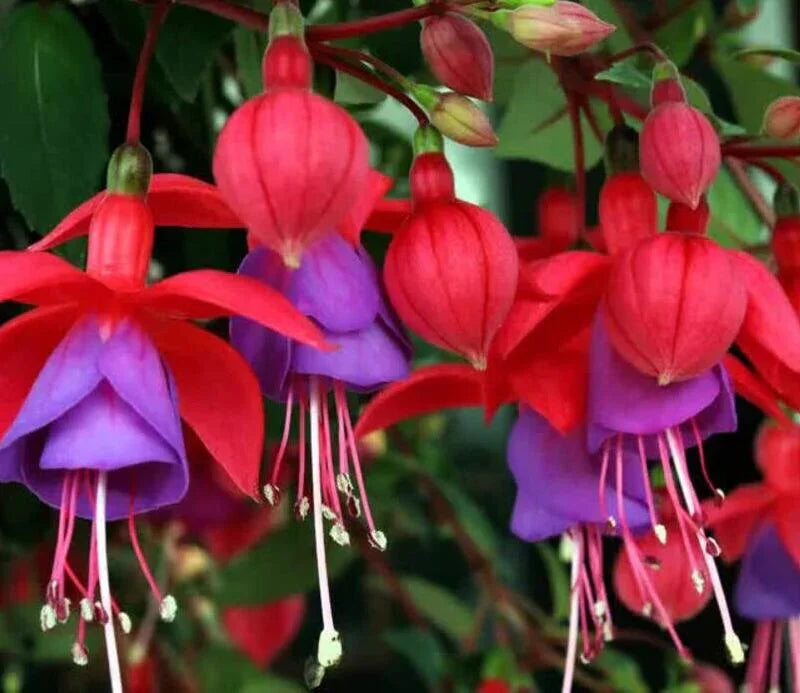 50 Hardy Fuchsia Seeds - Seed World