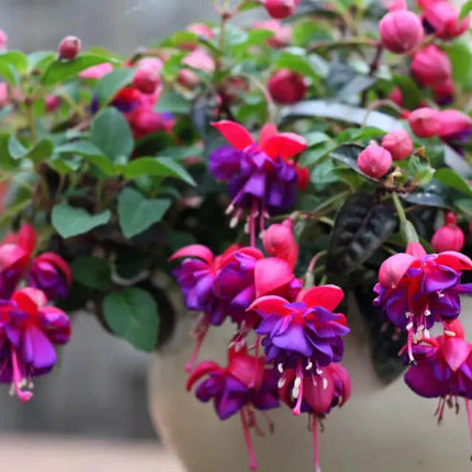 50 Hardy Fuchsia Seeds - Seed World
