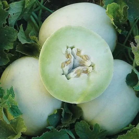 50 Honeydew Cantaloupe Seeds - Seed World