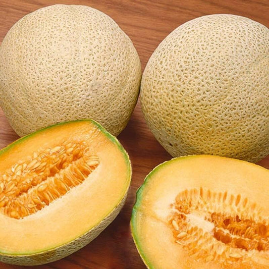 50 Honeyrock Cantaloupe Seeds - Seed World