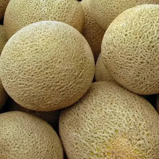 50 Honeyrock Cantaloupe Seeds - Seed World
