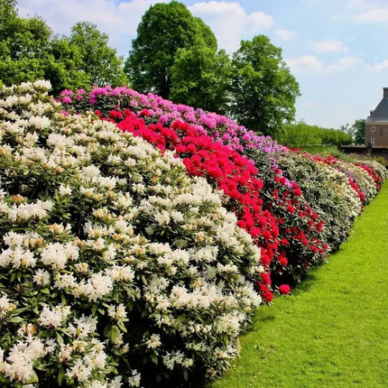 50 Hybrids Rhododendron Seeds - Mix - Seed World