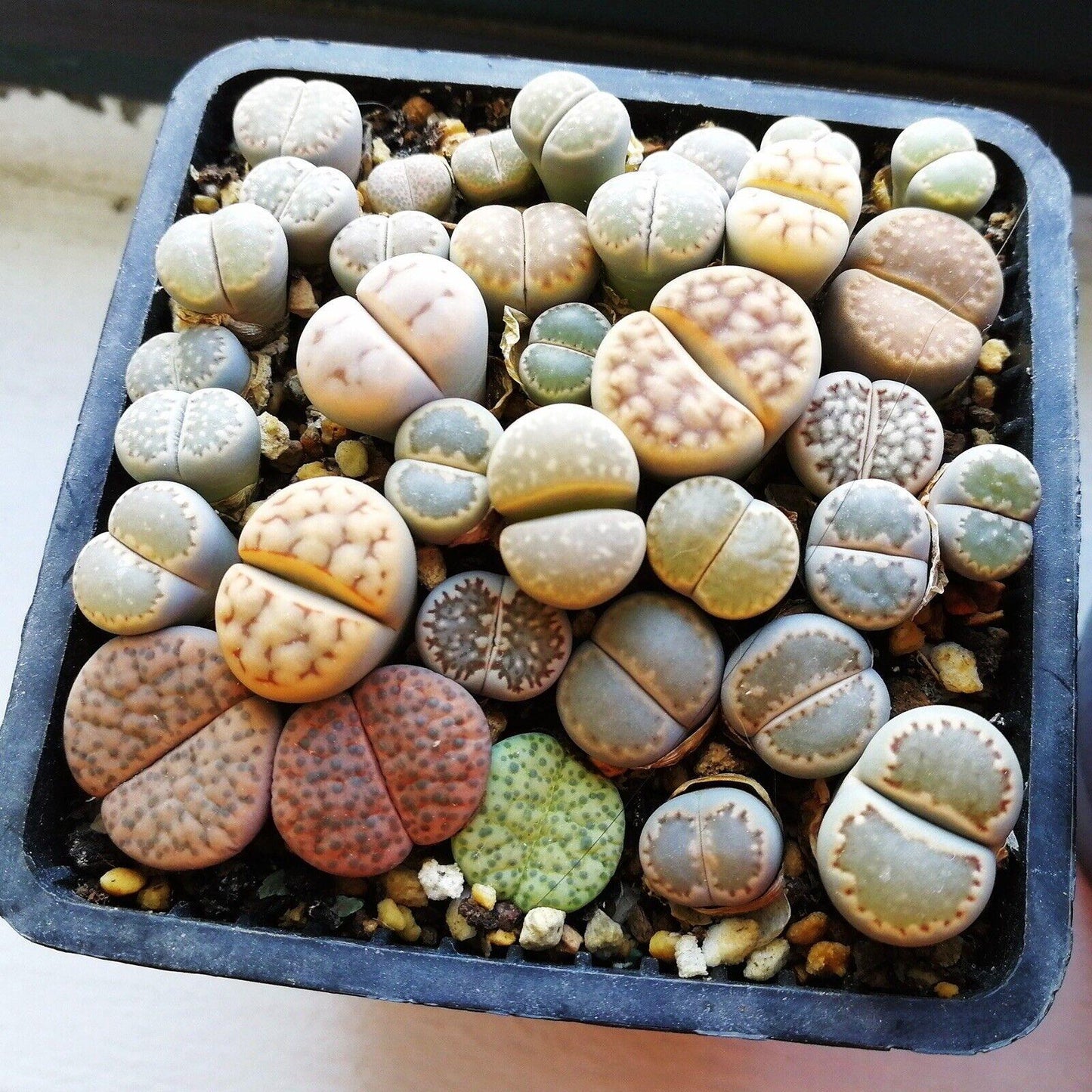 50 Living Stones Succulent Lithops Seeds - Mix - Seed World