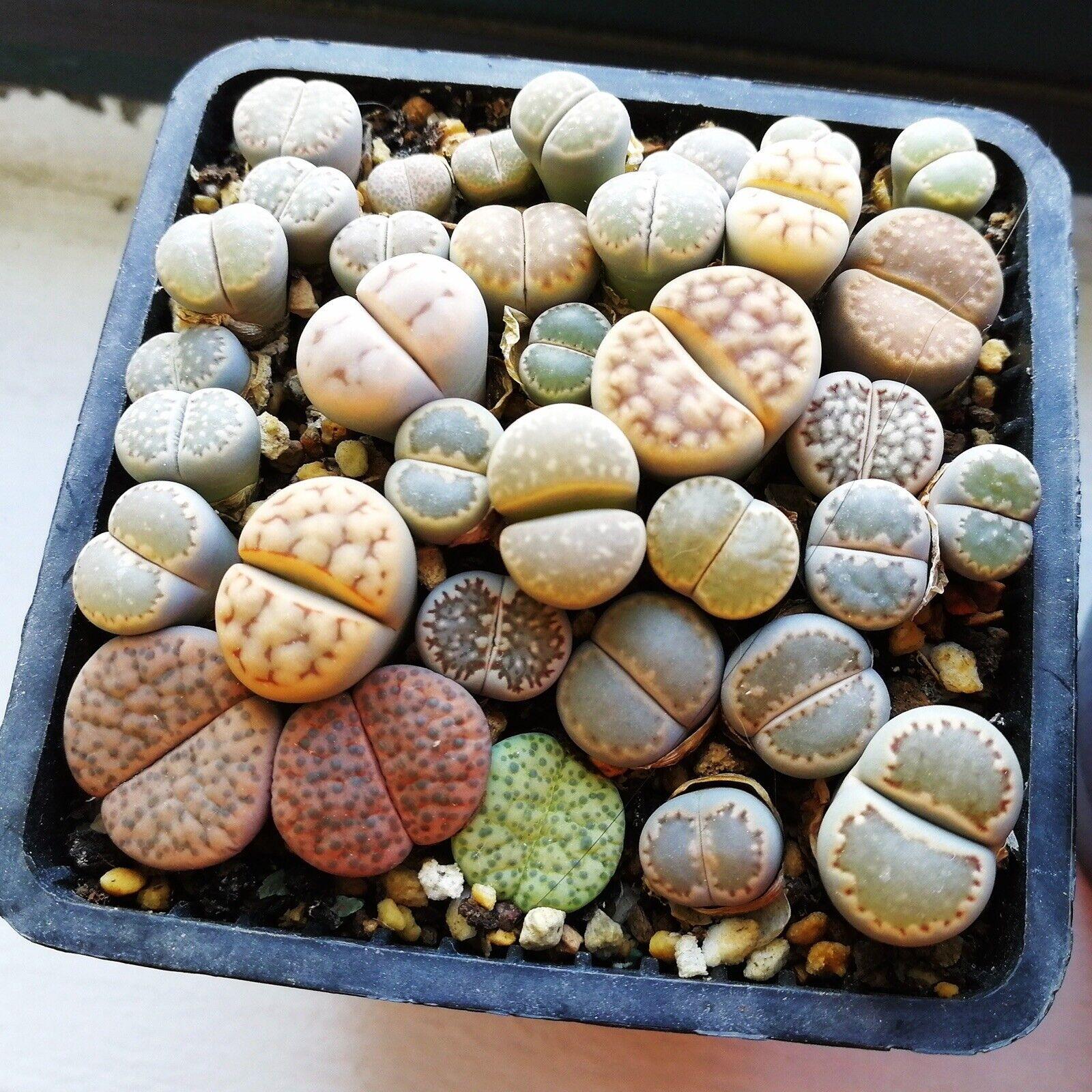 50 Living Stones Succulent Lithops Seeds - Mix - Seed World