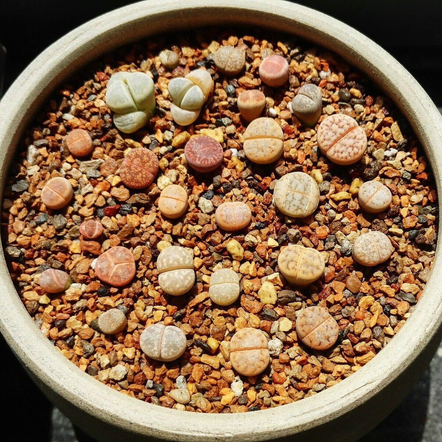 50 Living Stones Succulent Lithops Seeds - Mix - Seed World