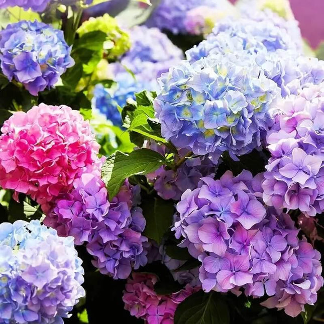 50 Mixed Color Hydrangea Seeds - Seed World