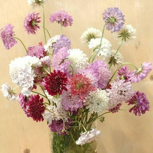 50 Mixed Color Scabiosa - Pincushion Flower Seeds - Seed World