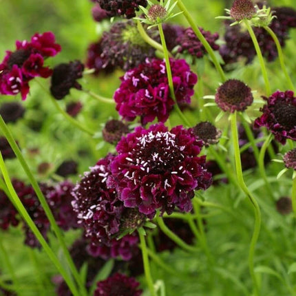 50 Mixed Color Scabiosa - Pincushion Flower Seeds - Seed World