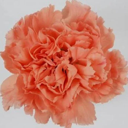 50 Orange Carnation Seeds - Seed World