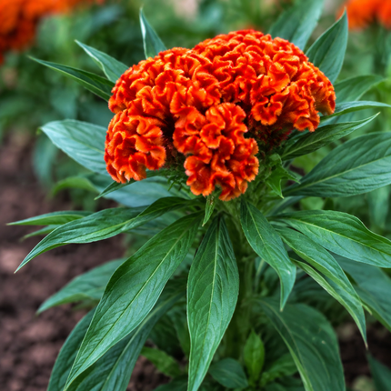 50 Orange Cockscomb (Celosia Cristata) Seeds