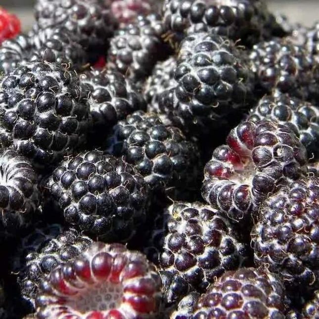 50 Organic Raspberry Seeds - Seed World