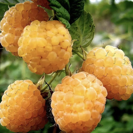 50 Organic Raspberry Seeds - Seed World