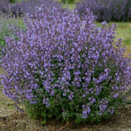 50 Persian Catmint - Mussin's Nepeta Seeds - Seed World