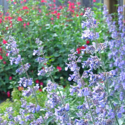 50 Persian Catmint - Mussin's Nepeta Seeds - Seed World