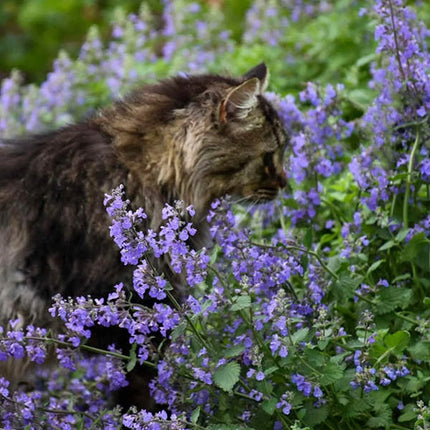 50 Persian Catmint - Mussin's Nepeta Seeds - Seed World