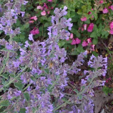 50 Persian Catmint - Mussin's Nepeta Seeds - Seed World