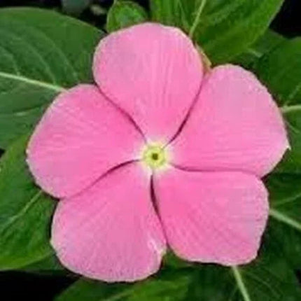 50 Pink Periwinkle Seeds - Seed World
