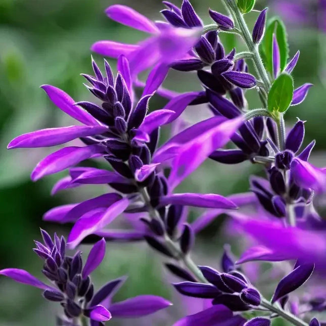 50 Purple Black Salvia Seeds – Deep Dark Blooms for Pollinators & Drama - Seed World