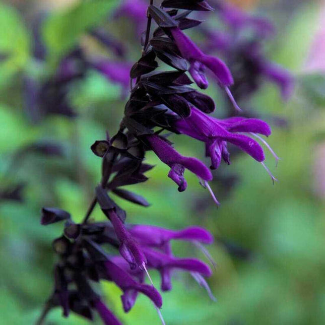 50 Purple Black Salvia Seeds – Deep Dark Blooms for Pollinators & Drama - Seed World