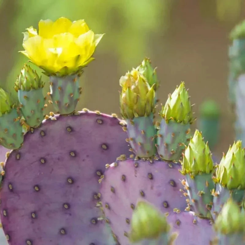 50 Purple Prickly Pear Cactus Seeds - Seed World