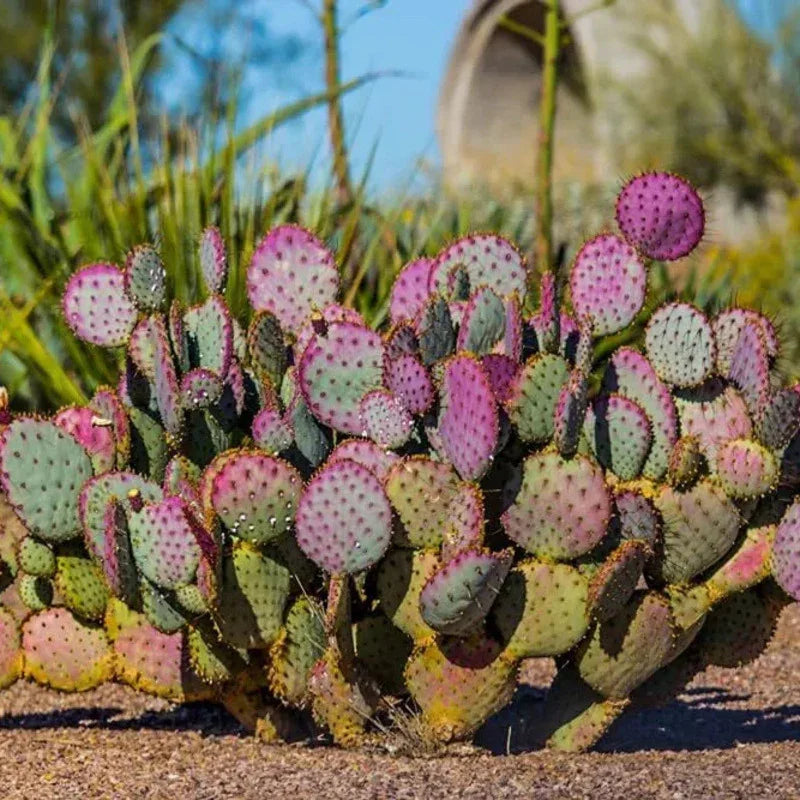 blooming purple prickly pear cactus 50 Purple Prickly Pear Cactus Seeds