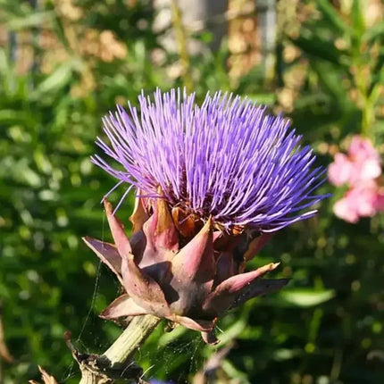 50 Purple Romagna Artichoke Seeds - Seed World