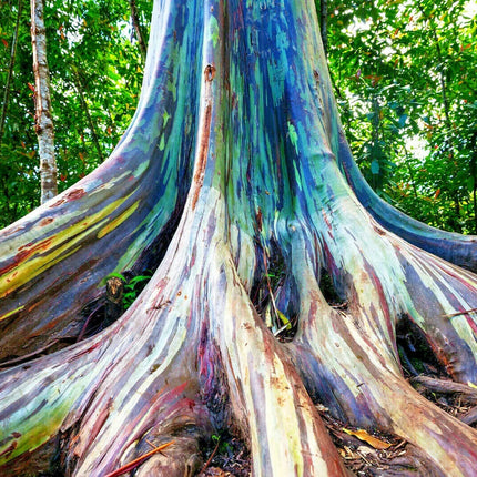 50 Rainbow Eucalyptus Tree Seeds – Fast-Growing Tropical Gum - Seed World