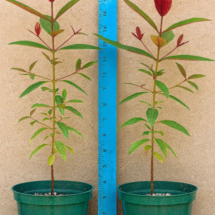 50 Rainbow Eucalyptus Tree Seeds – Fast-Growing Tropical Gum - Seed World