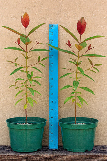 50 Rainbow Eucalyptus Tree Seeds  Fast-Growing Tropical Gum