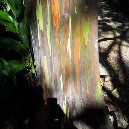 50 Rainbow Eucalyptus Tree Seeds – Fast-Growing Tropical Gum - Seed World