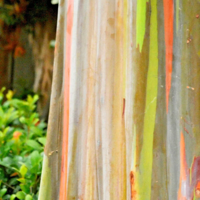 50 Rainbow Eucalyptus Tree Seeds – Fast-Growing Tropical Gum - Seed World