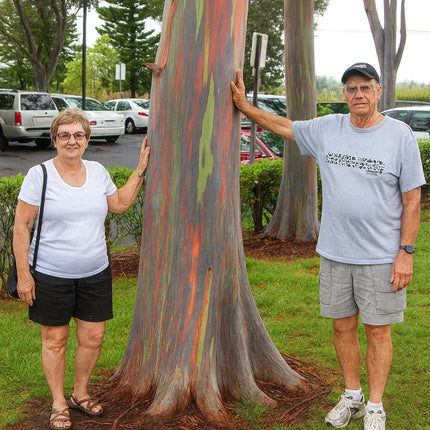 50 Rainbow Eucalyptus Tree Seeds – Fast-Growing Tropical Gum - Seed World