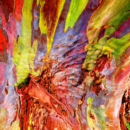 50 Rainbow Eucalyptus Tree Seeds – Fast-Growing Tropical Gum - Seed World