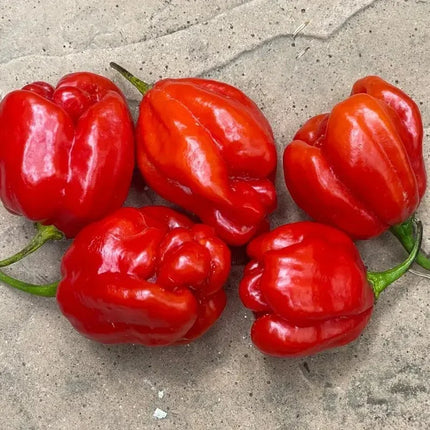 50 Red Habanero Pepper Seeds - Seed World