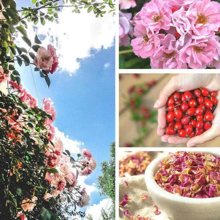50 Rosa Canina Seeds - Seed World