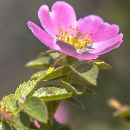 50 Dog Rose Seeds – Rosa Canina | Wild Brier Rosehip Climbing Shrub